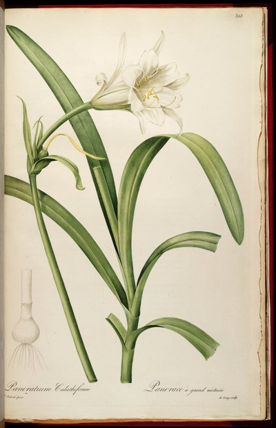 Ismene narcissiflora autorstwa Pierre Joseph Redouté